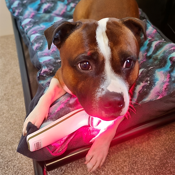 Benefits of Red Light Therapy for Dogs